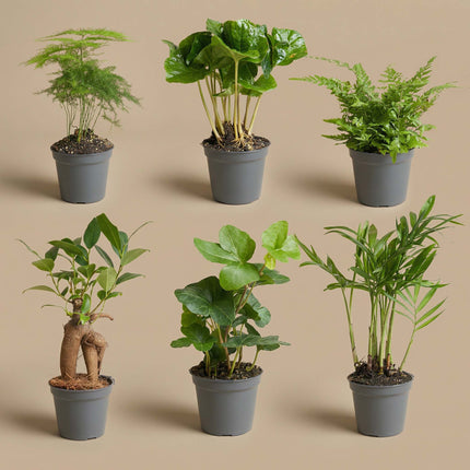 Planten set - 6 groene planten - Baby en terrarium planten
