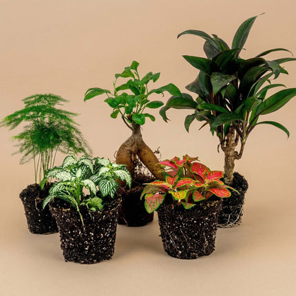 Terrarium planten pakket Ficus Ginseng - 5 planten - Bonsai