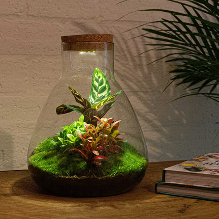 Planten terrarium - Sam Calathea met lamp - Ecosysteem plant - ↑ 30 cm