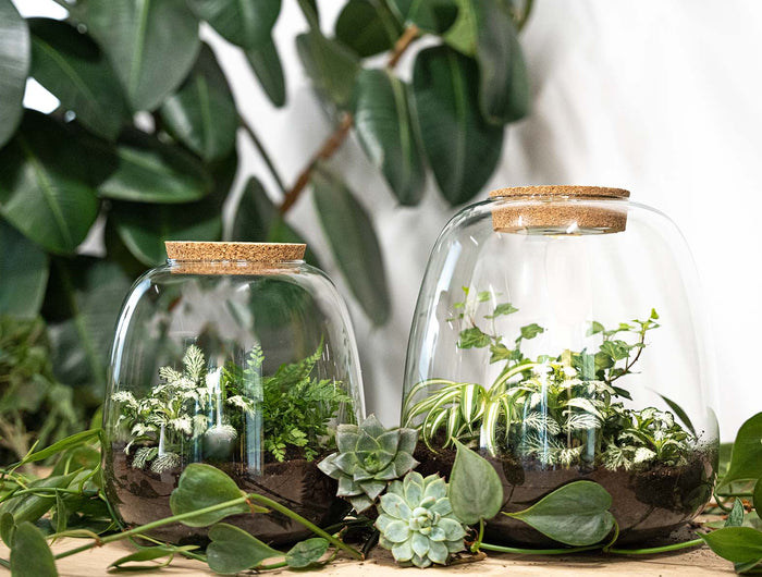 Planten terrarium