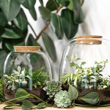 Planten terrarium - Emma - DIY kit - ↑ 25 cm - Ø 23 cm