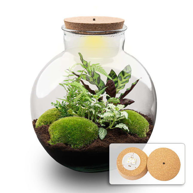 Bolder Bob - DIY Planten terrarium -  Ecosysteem plant - Ø 31 cm ↑ 30 cm