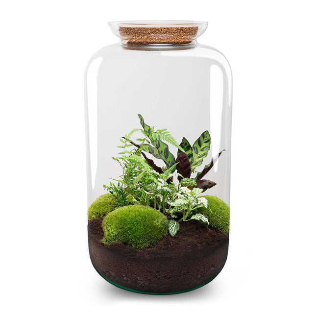 Planten terrarium - DIY - Sven XL Botanisch - Met verlichting in kurk - Ecosysteem plant - ↑ 43 cm