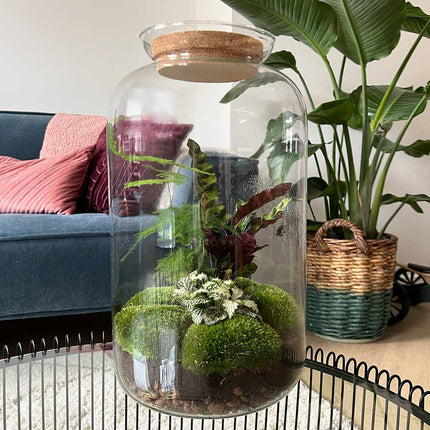 Sven XL Botanisch - DIY Planten terrarium - Ecosysteem plant - Ø 23 cm ↑ 43 cm