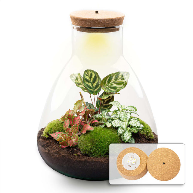 Sam Calathea - DIY Planten terrarium - Ecosysteem plant - Ø 24,5 cm ↑ 30 cm