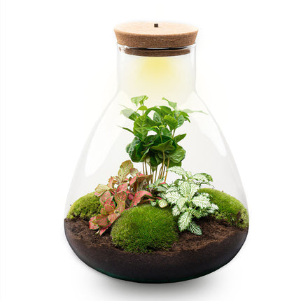 Planten terrarium - Sam Coffea met lamp - Ecosysteem plant - ↑ 30 cm