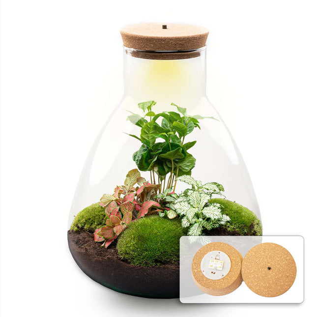 Sam Coffea - DIY Planten terrarium - Ecosysteem plant - Ø 24,5 cm ↑ 30 cm
