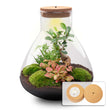 Planten terrarium - DIY - Sam XL Bonsai - Ecosysteem plant - ↑ 35 cm