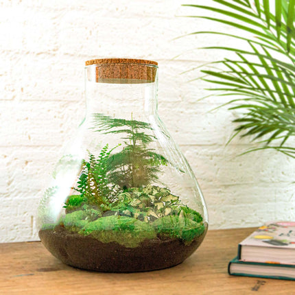 Planten terrarium - Sam XL - Ecosysteem plant - ↑ 35 cm