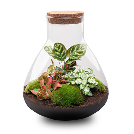 Planten terrarium - DIY - Sam XL Red - Ecosysteem plant - ↑ 35 cm