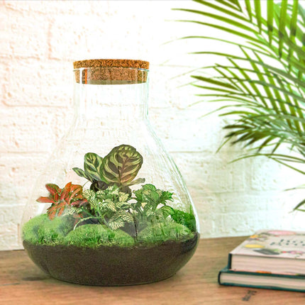 Planten terrarium - DIY - Sam XL Red - Ecosysteem plant - ↑ 35 cm