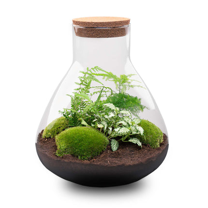 Planten terrarium - Sam XL - Ecosysteem plant - ↑ 35 cm