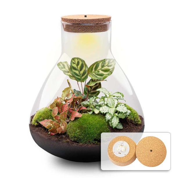 Planten terrarium - DIY - Sam XL Red - Ecosysteem plant - ↑ 35 cm