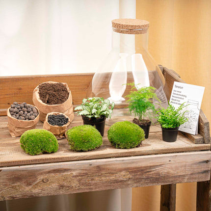 Planten terrarium - Sam XL - Ecosysteem plant - ↑ 35 cm