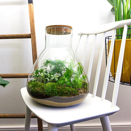 Planten terrarium - Sam XL - Ecosysteem plant - ↑ 35 cm