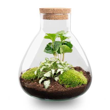 Planten terrarium - Sammie Coffea - Ecosysteem plant - ↑ 27 cm