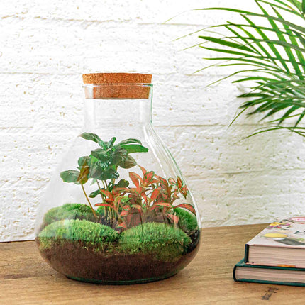 Planten terrarium - Sammie Coffea - Ecosysteem plant - ↑ 27 cm