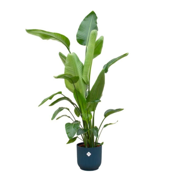 Strelitzia Nicolai paradijsvogelplant in pot