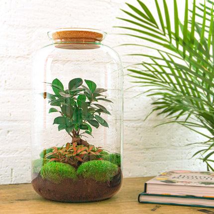 Sven XL Bonsai - DIY Planten terrarium - Ecosysteem plant - Ø 23 cm ↑ 43 cm