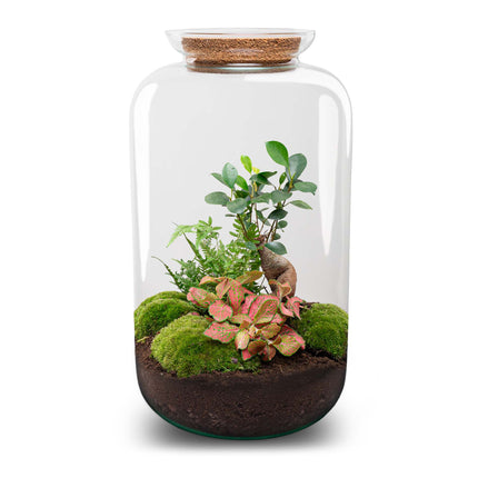 Sven XL Bonsai - DIY Planten terrarium - Ecosysteem plant - Ø 23 cm ↑ 43 cm