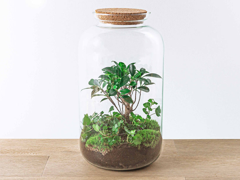 Planten terrarium - Sven Hedera bonsai - Ecosysteem plant - ↑ 43 cm