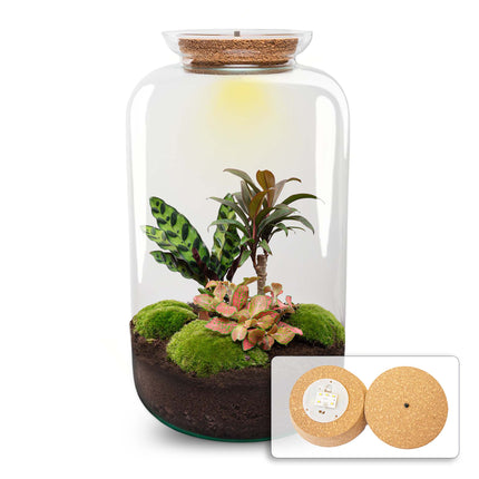 Sven XL Palm - DIY Planten terrarium - Ecosysteem plant - Ø 23 cm ↑ 43 cm