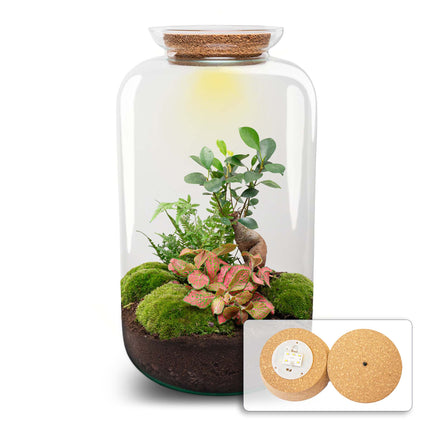 Sven XL Bonsai - DIY Planten terrarium - Ecosysteem plant - Ø 23 cm ↑ 43 cm
