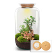 Sven XL Bonsai - DIY Planten terrarium - Ecosysteem plant - Ø 23 cm ↑ 43 cm