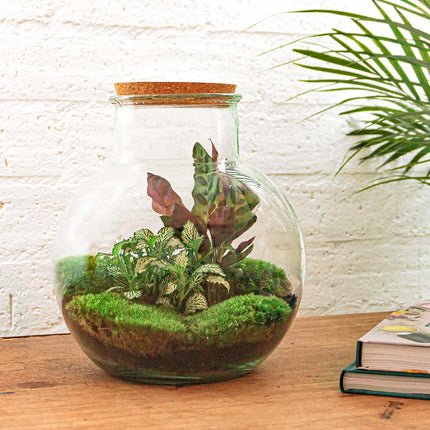 Teddy - DIY Planten terrarium - Ecosysteem plant - Ø 25 cm ↑ 26,5 cm