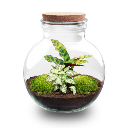 Teddy - DIY Planten terrarium - Ecosysteem plant - Ø 25 cm ↑ 26,5 cm