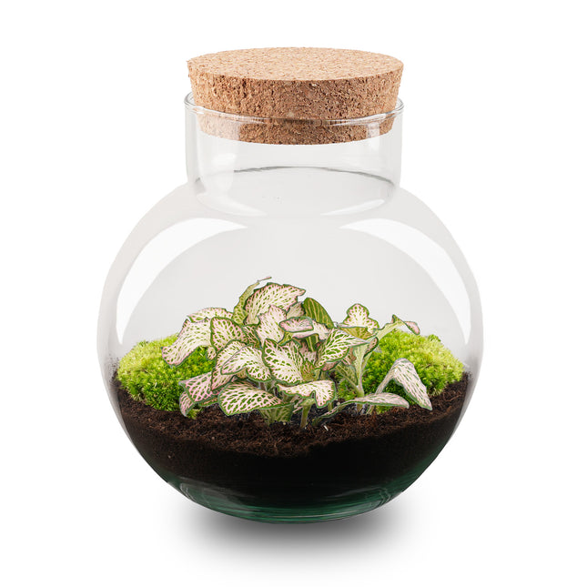 Noah - DIY Planten terrarium - Ecosysteem plant - Ø 18,5 cm ↑ 19 cm