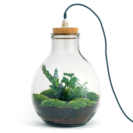 Planten terrarium - Big Paul Jungle - Mini-ecosysteem - ↑ 40 - 46 cm