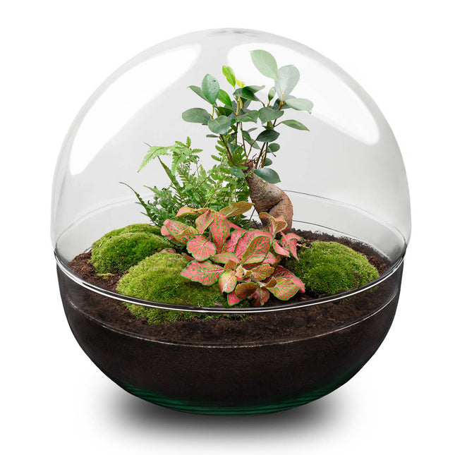 Planten terrarium - DIY - Dome XL - Ficus Ginseng Bonsai - Ecosysteem plant - ↑ 30 cm