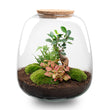 Planten terrarium - Emma - DIY kit - ↑ 25 cm - Ø 23 cm