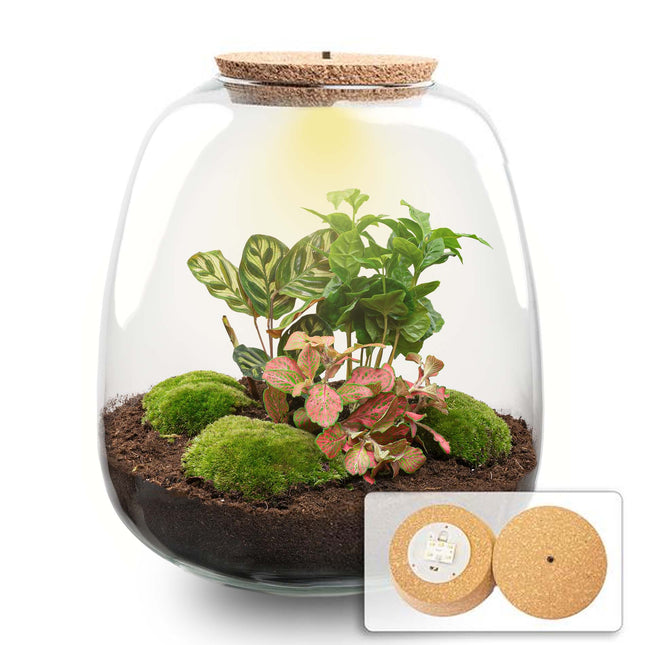 Emma - DIY Planten terrarium - Ecosysteem plant - Ø 23 cm ↑ 25 cm