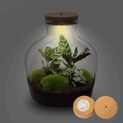 Planten terrarium - Fat Joe - Ecosysteem plant - ↑ 30 cm