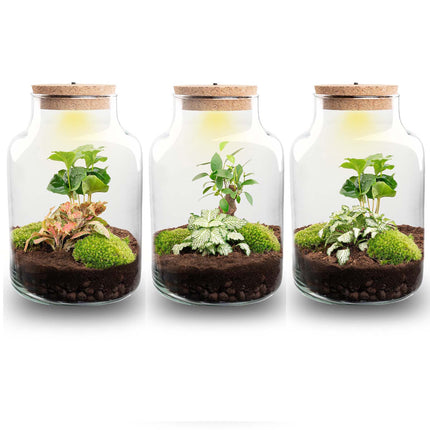 Planten terrarium - Little Milky + led lamp in kurk - ↑ 25 cm