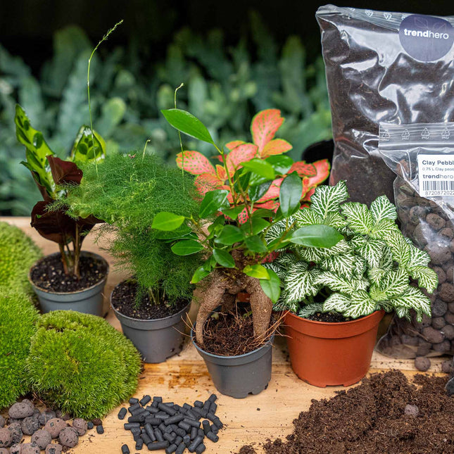 5 planten - Terrarium Start- & navulpakket - 3 terrarium planten - DIY