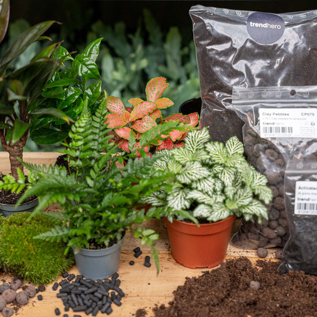 Jungle 5 - Terrarium Start- & navulpakket - 3 terrarium planten - DIY