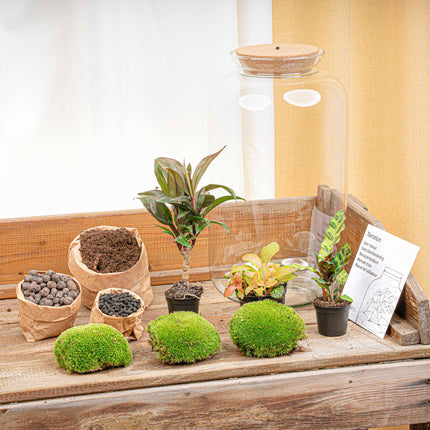 Sven XL Palm - DIY Planten terrarium - Ecosysteem plant - Ø 23 cm ↑ 43 cm