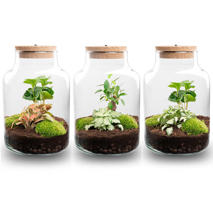 Planten terrarium - Little Milky + led lamp in kurk - ↑ 25 cm