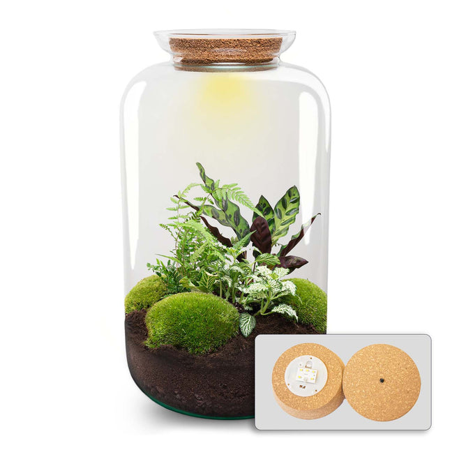 Sven XL Botanisch - DIY Planten terrarium - Ecosysteem plant - Ø 23 cm ↑ 43 cm