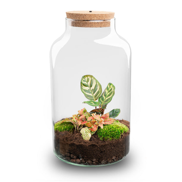 Planten terrarium - Milky LED - Calathea - Ecosysteem plant - ↑ 31 cm