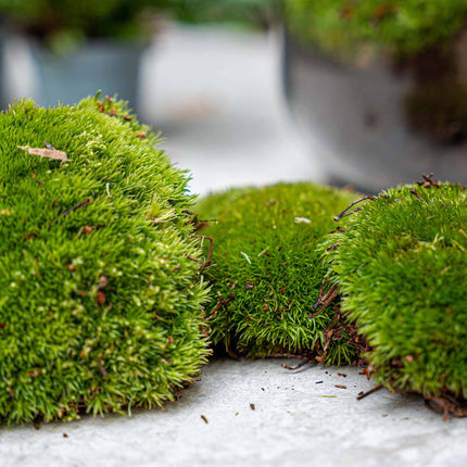 Asparagus - Terrarium Start- & navulpakket - 3 terrarium planten - DIY