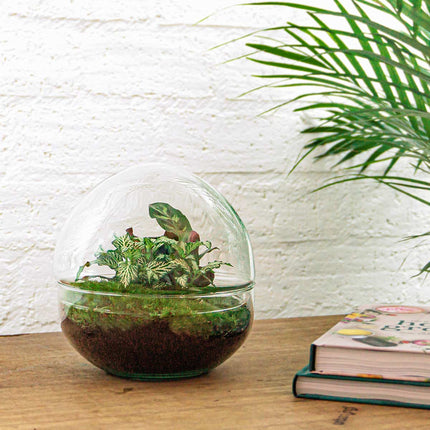 Dome - DIY Planten terrarium - Tweedelig bolglas - Ecosysteem plant - Ø 20 cm ↑ 20 cm
