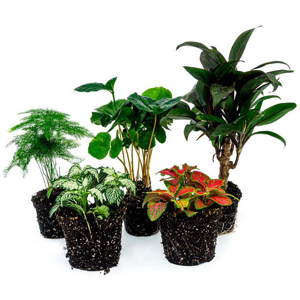 Terrarium planten pakket Coffea Arabica - 5 planten - Koffieplant