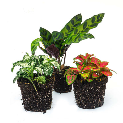 Terrarium planten set Lancifolia - 3 planten