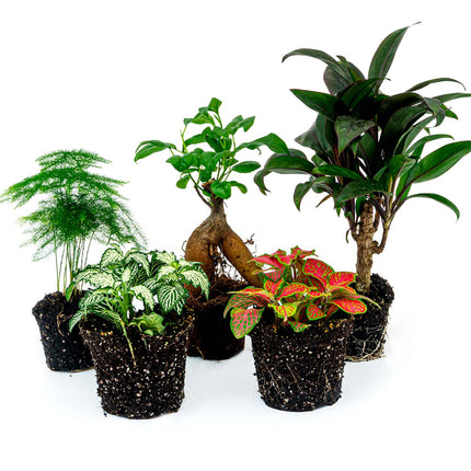 Terrarium planten pakket Ficus Ginseng - 5 planten - Bonsai