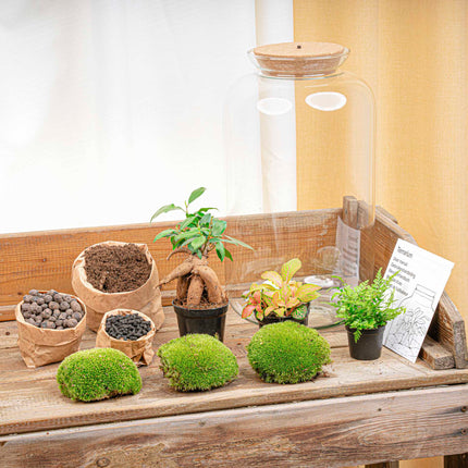 Sven XL Bonsai - DIY Planten terrarium - Ecosysteem plant - Ø 23 cm ↑ 43 cm
