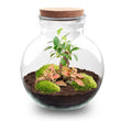 Planten terrarium - Teddy bonsai - Ecosysteem plant - ↑ 26,5 cm